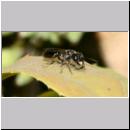 Pemphredon sp Grabwespe 01d 9mm mit Larve.jpg